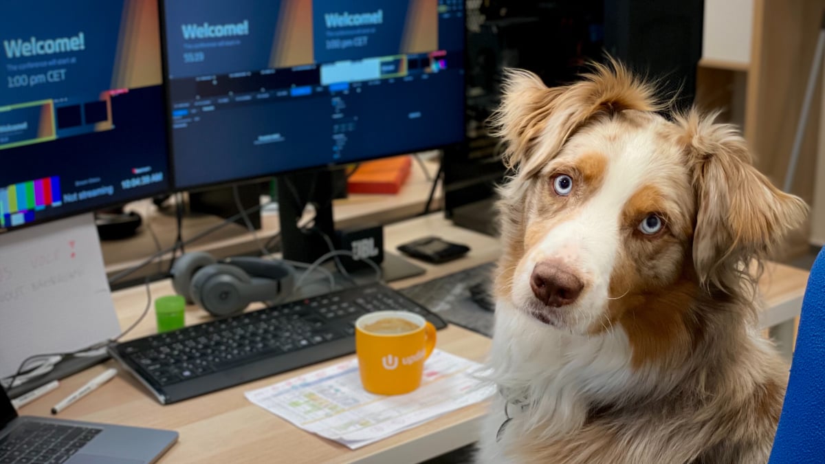 Як зробити свій офіс pet-friendly: стереотипи й підводні камені