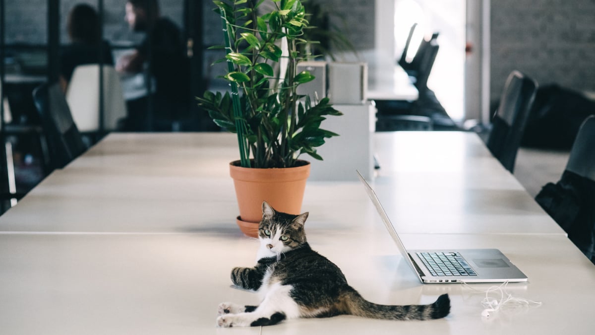 Як pet-friendly культура допомагає компаніям будувати HR-бренд