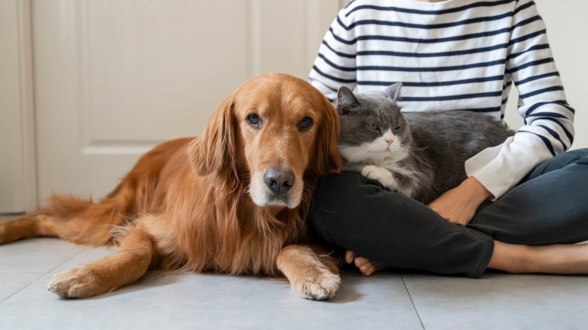 Як знайти вихід із суперечливих ситуацій у pet-friendly офісі