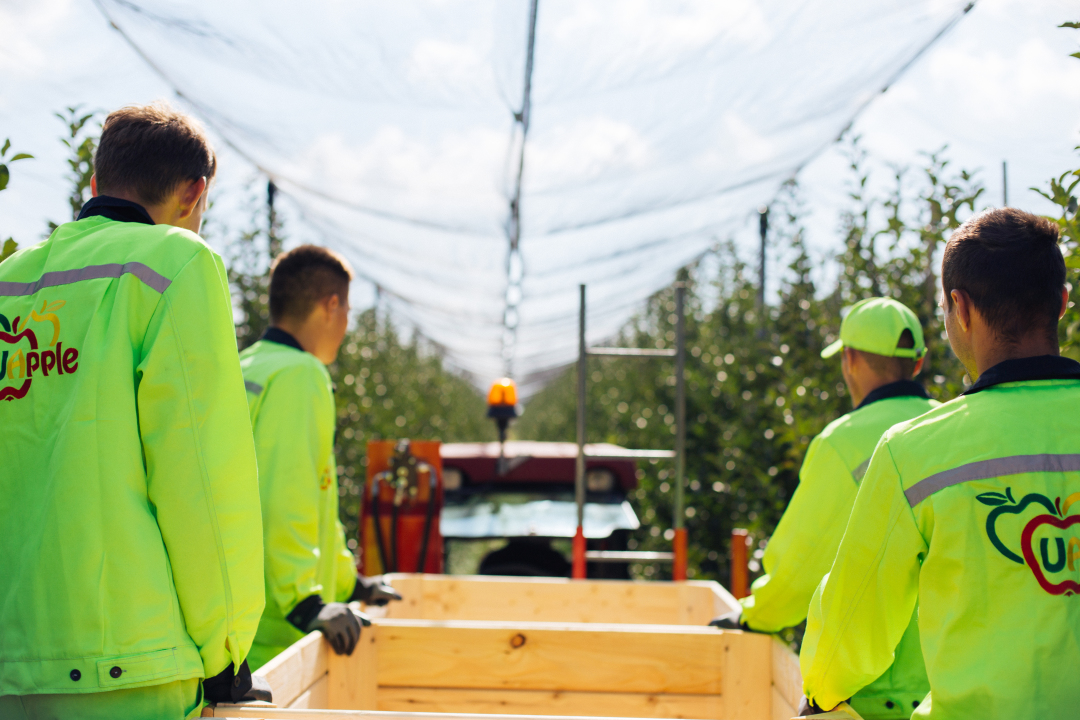 ТНП, ТГ, ТОВ