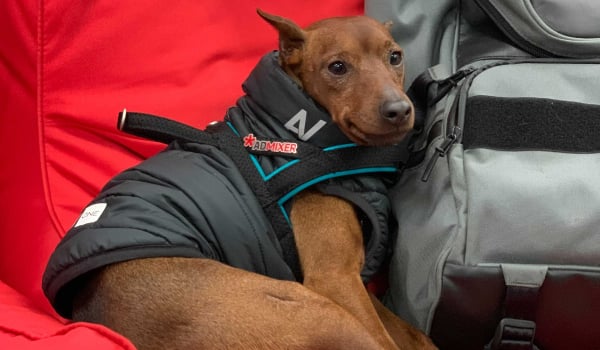 Фото: Admixer Advertising