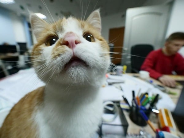 Фото: Zemlerob UA