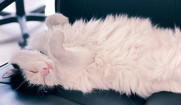 На фото кіт Булка з Binary Studio