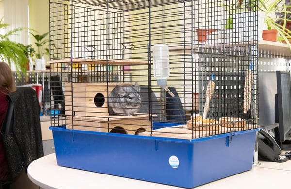  Один из жителей &laquo;живого уголка&raquo; компании &laquo;Сузір&rsquo;я&raquo;