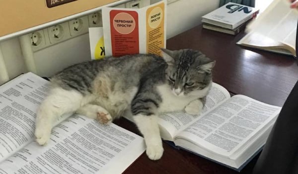 Киця Букиця. Фото з фейсбук-сторынки быблыотеки