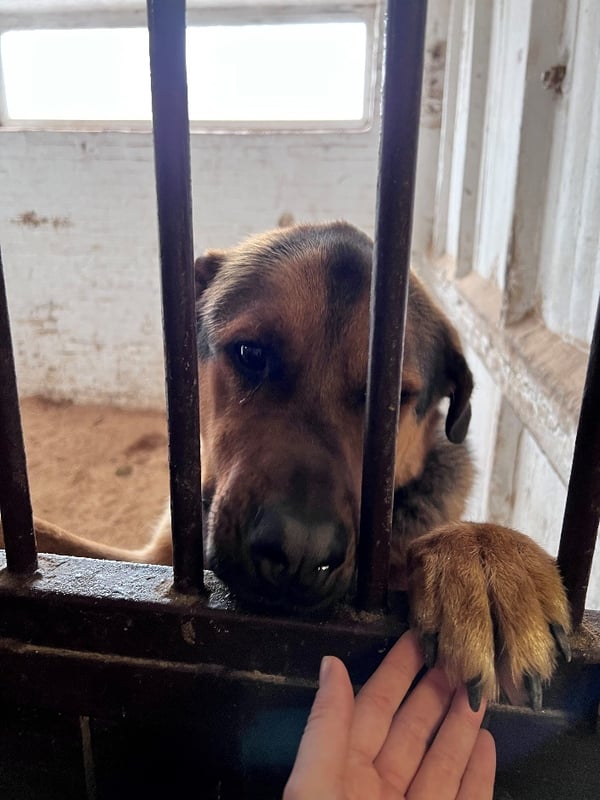 Хвостатый, которому помогала Мария