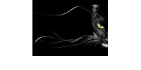 Black Cat, имидж-студия