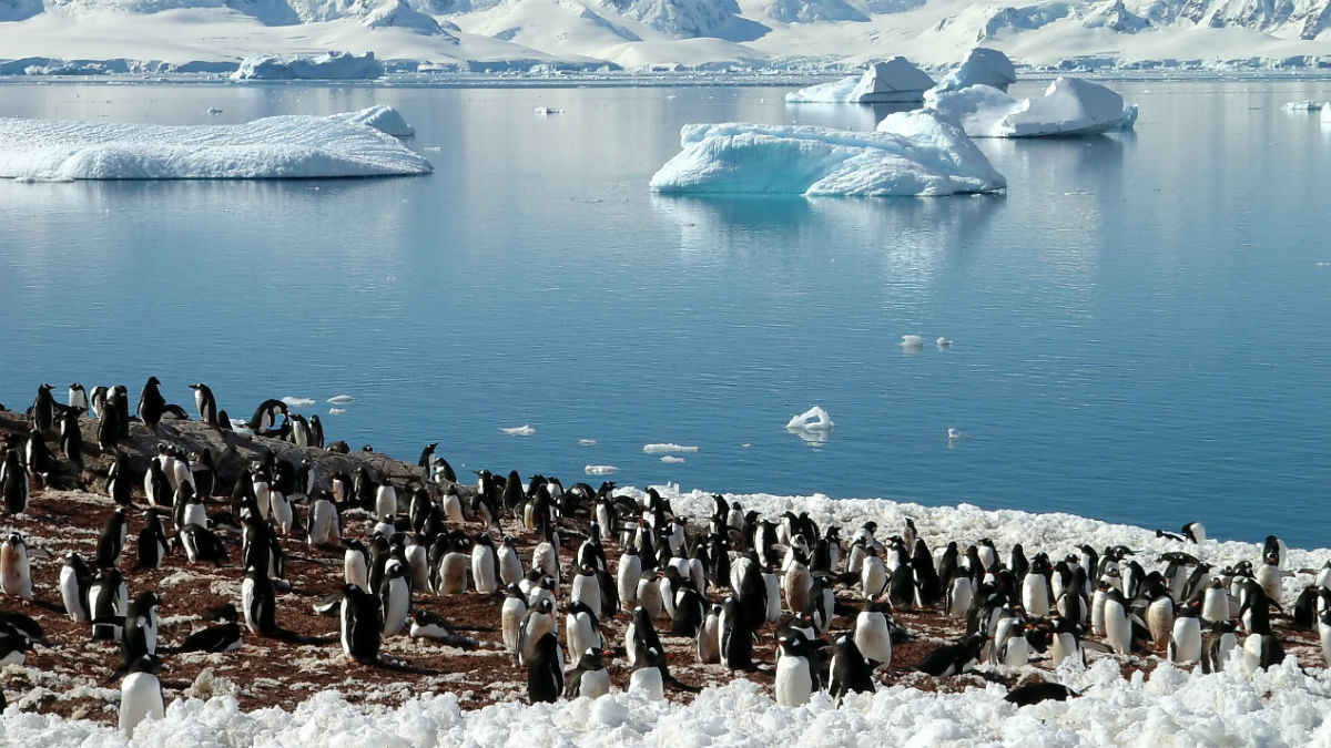 Поїхати в антарктичну експедицію хочуть 178 українців