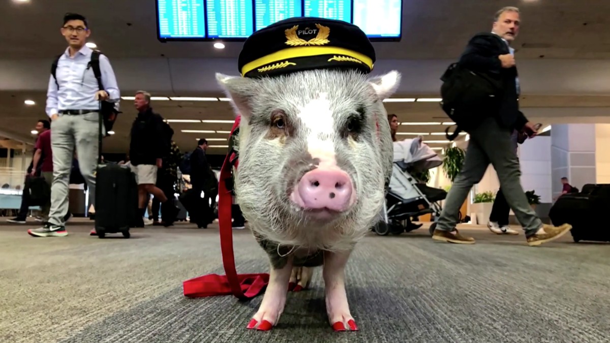 В аэропорту Сан-Франциско работает свинья-терапевт