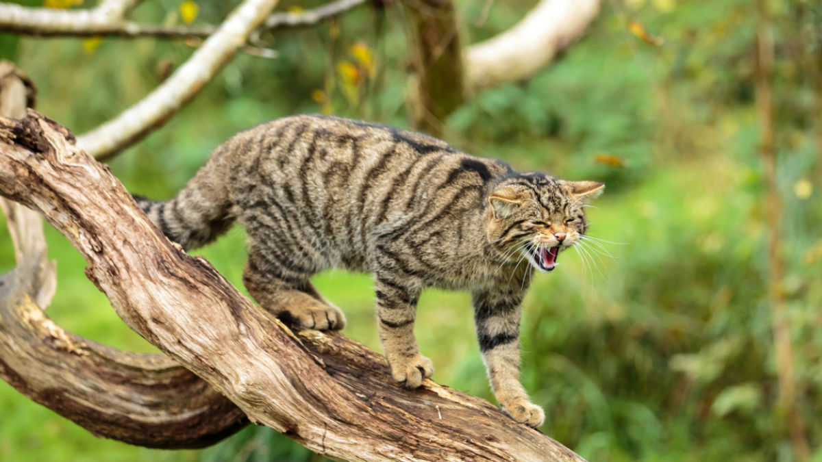 У Шотландії відновлюють популяцію диких кішок: потрібен експерт