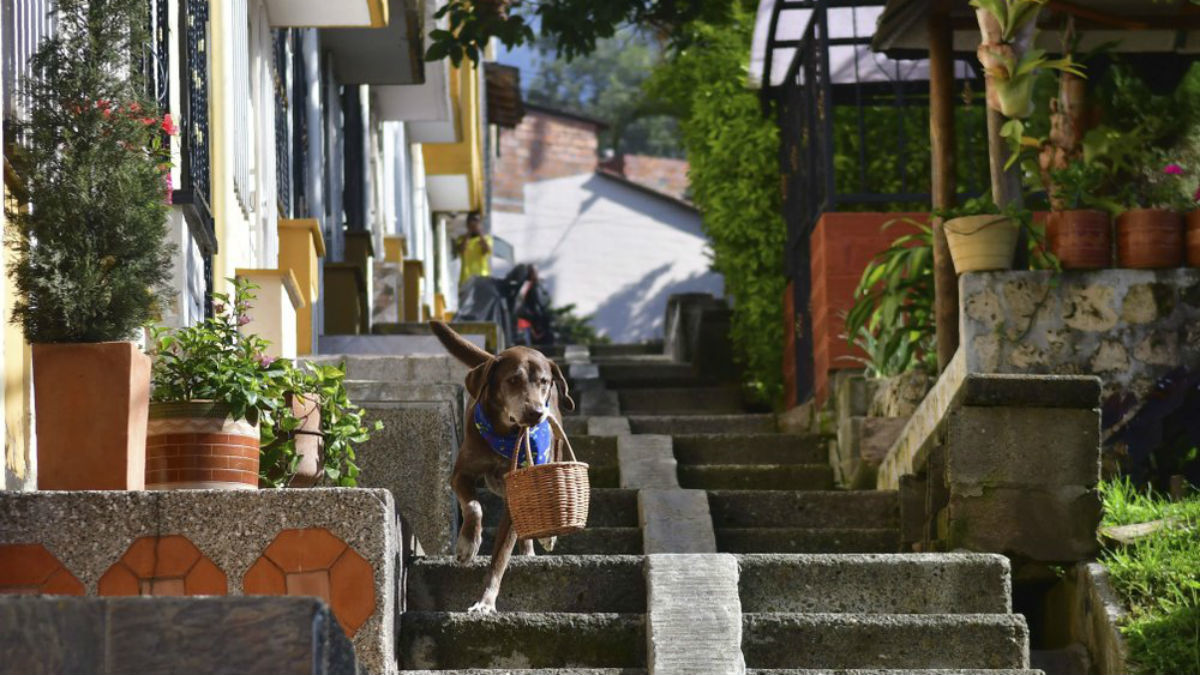 У Колумбії пес допомагає доставляти їжу