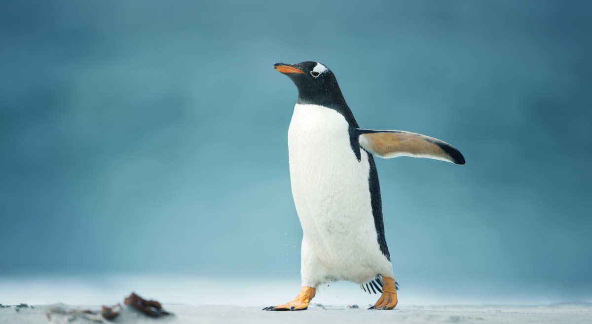 От би всім такі обов'язки: зоопарк показав процес зважування пінгвінів