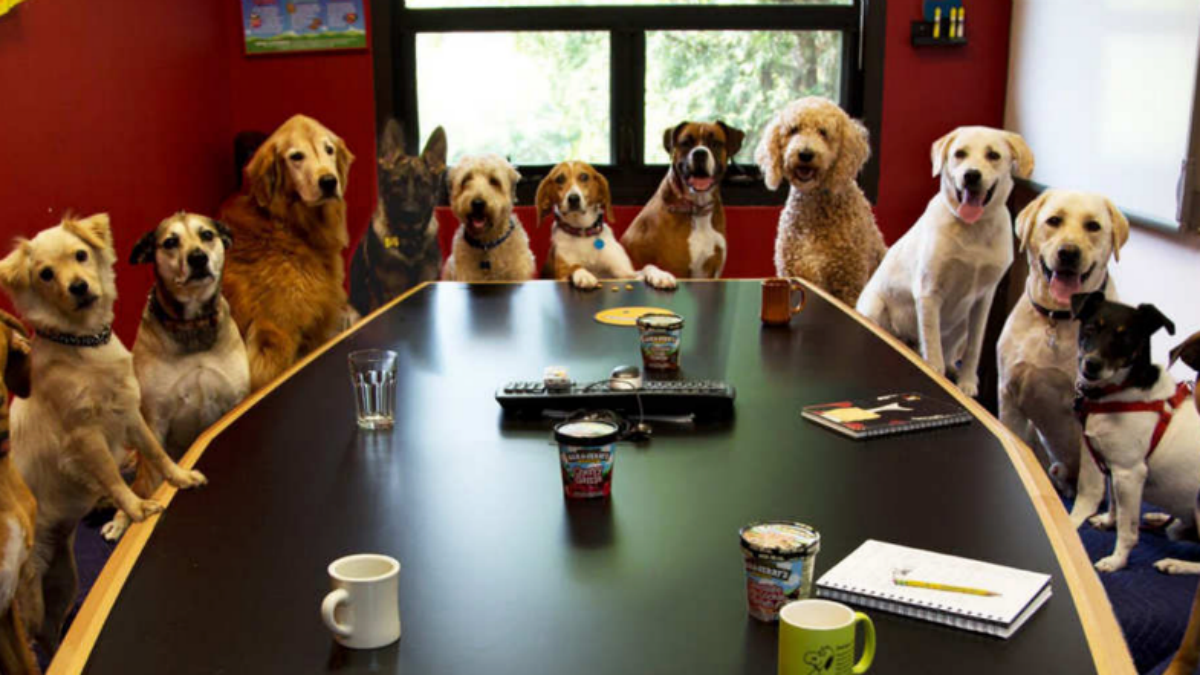 Флешмоб «Возьми собаку на работу» — фото со всего мира